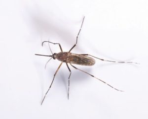 Orlando mosquito control
